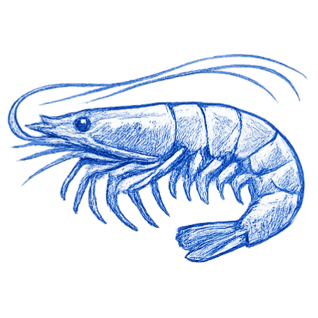 Langostino argentino